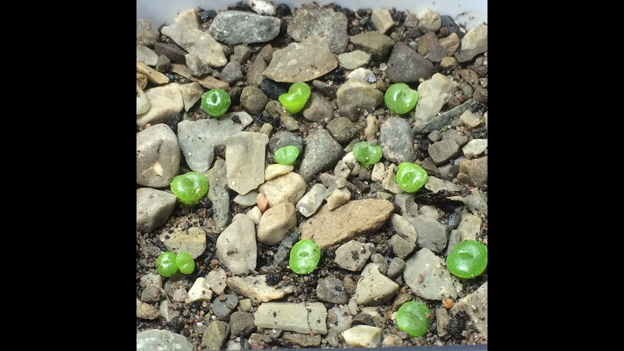 How To Grow Lithops From Seed Part 1
