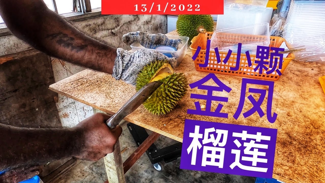 寻找金凤榴莲! 结果惊见7kg榴莲! #吃榴莲记 #金凤榴莲 #榴莲 #榴莲收购商｜Vlog371