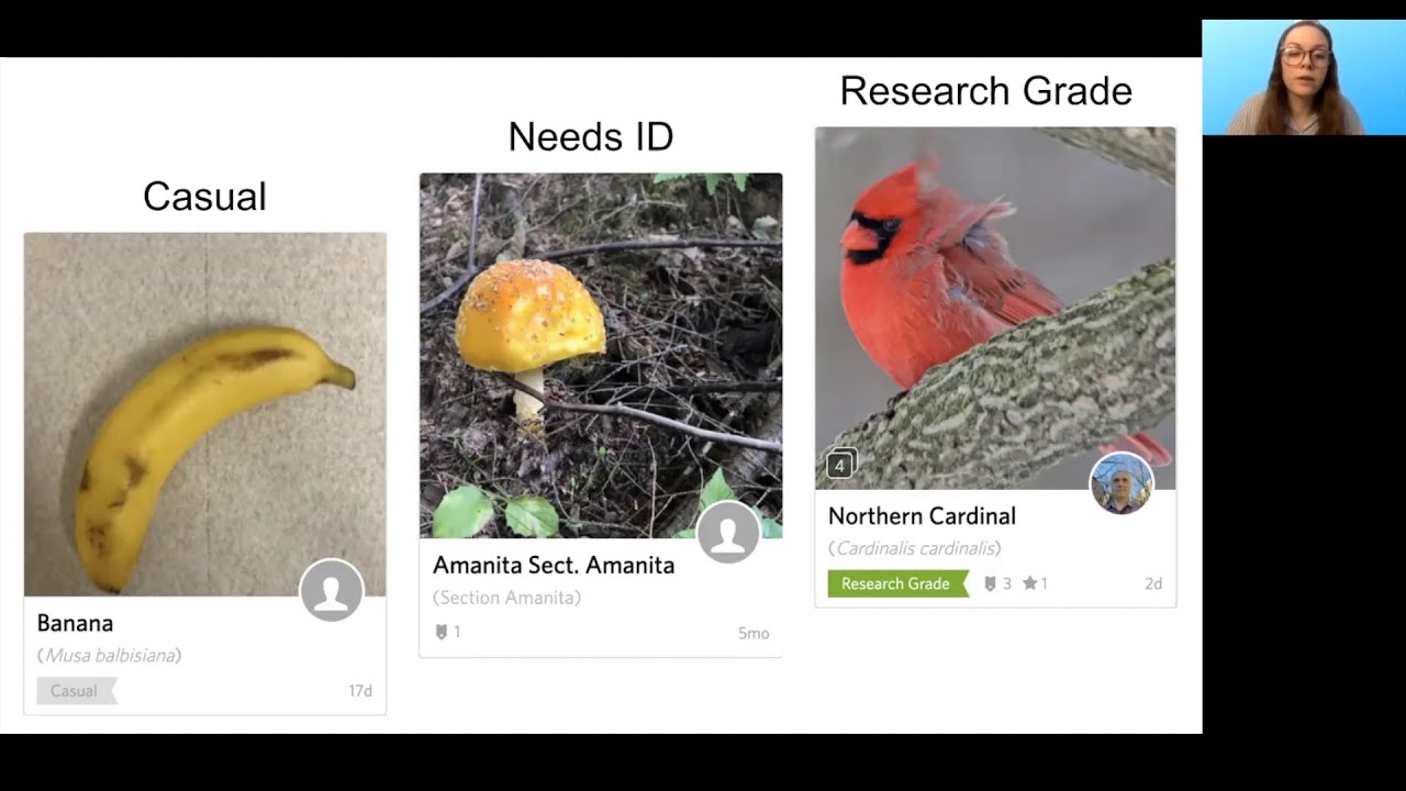 Wild Things 2021: Exponential growth of iNaturalist in the Chicago Wilderness region