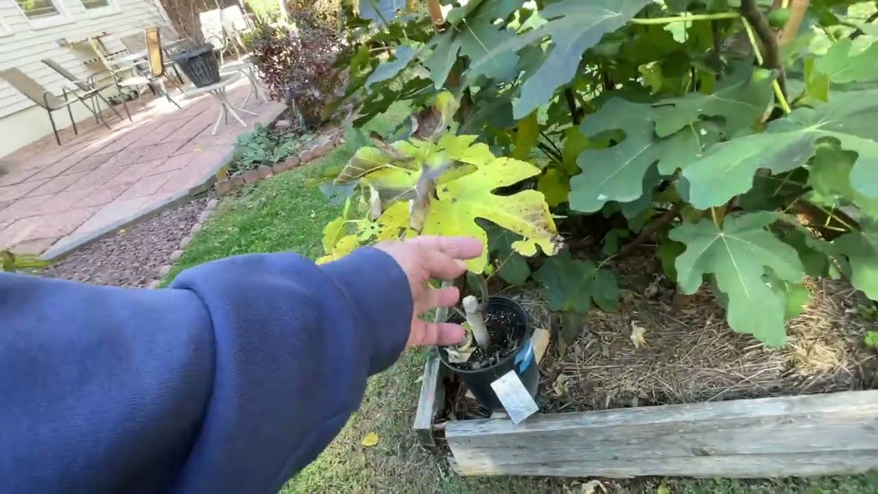 Winterizing Potted Fig Trees, Zone 6b, Mid-Hudson Valley, NY