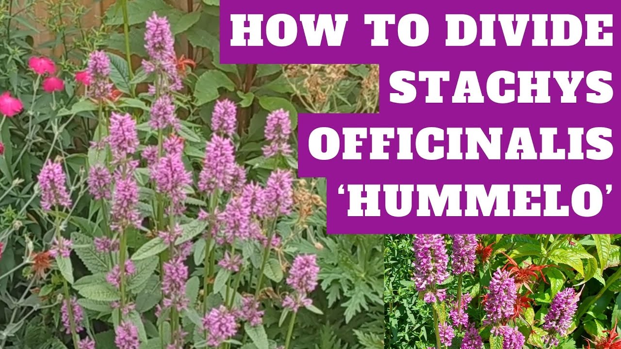 Dividing Stachys officinalis 'Hummelo' | How to Divide Perennials Stachys (Betonica) officinalis