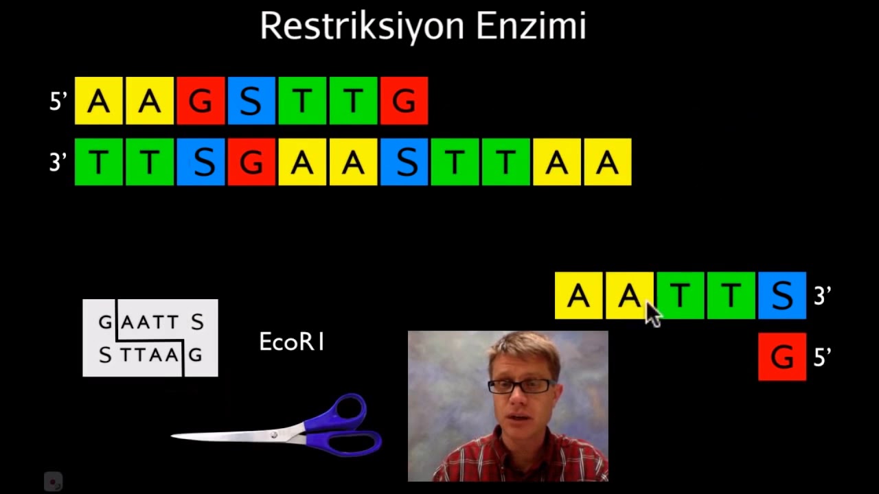 Moleküler Biyolojiye Genel Bakış (Bozeman) (Fen Bilimleri) (Biyoloji)