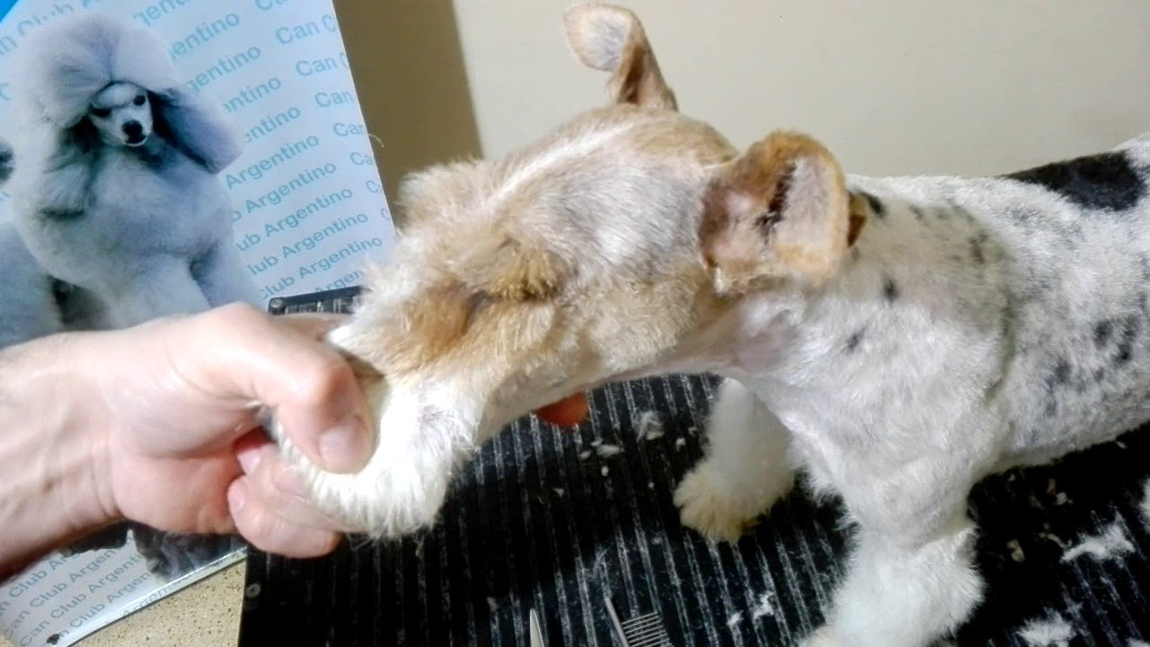 Fox Terrier Wire corte 7