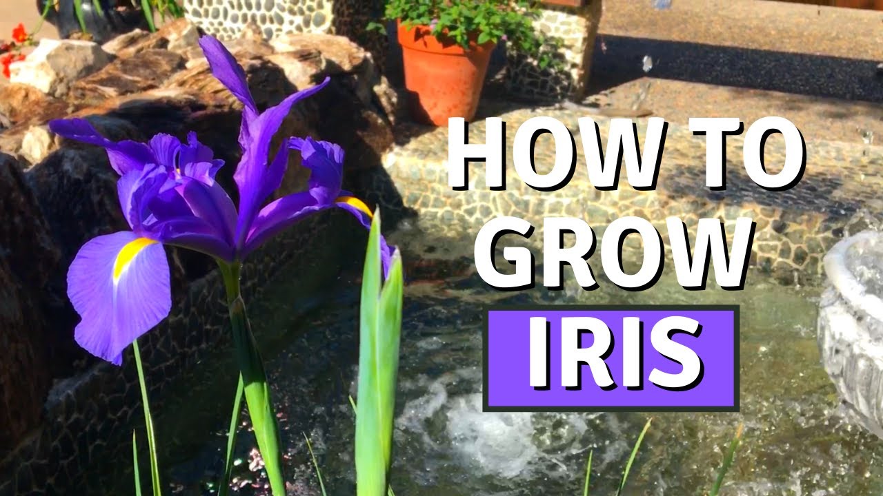 HOW TO GROW IRIS FROM BULBS (DUTCH IRIS) | BIRDOFPARADISE