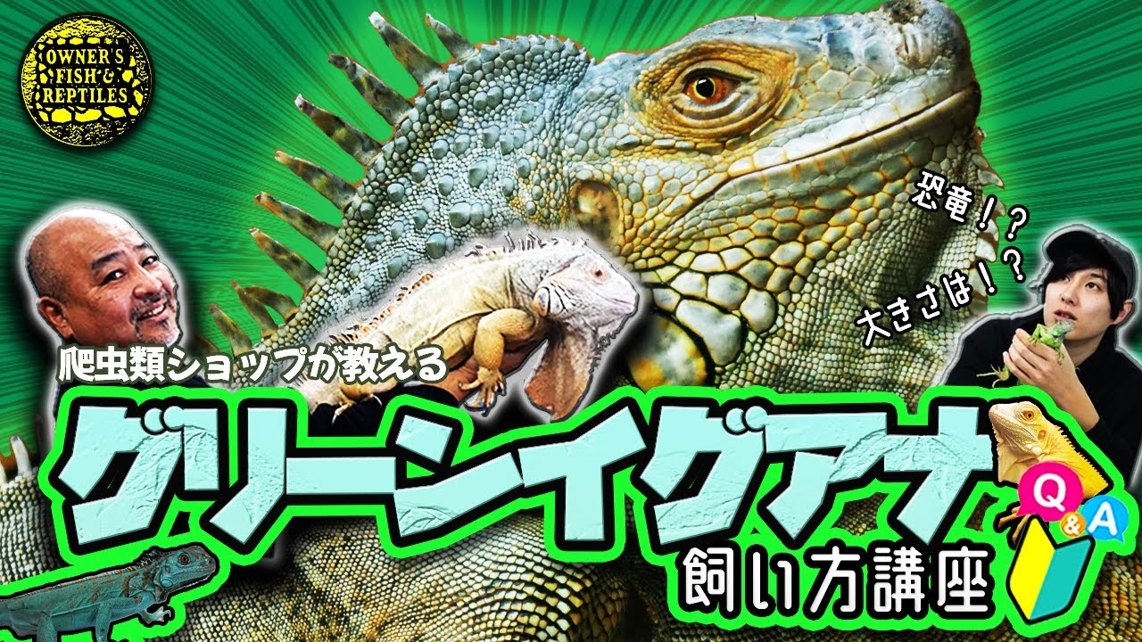 【ポピュラーなトカゲ】グリーンイグアナの飼い方講座【グリーンイグアナ】