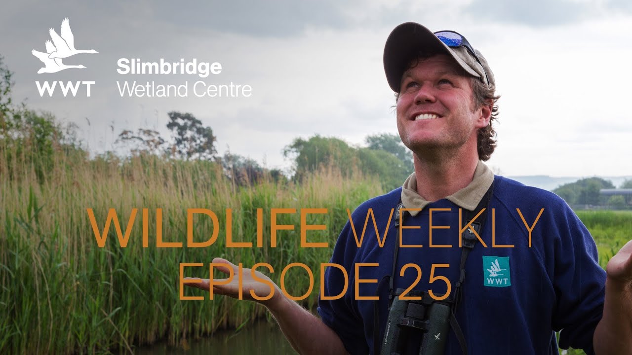 Wildlife Weekly Slimbridge - Episode 25