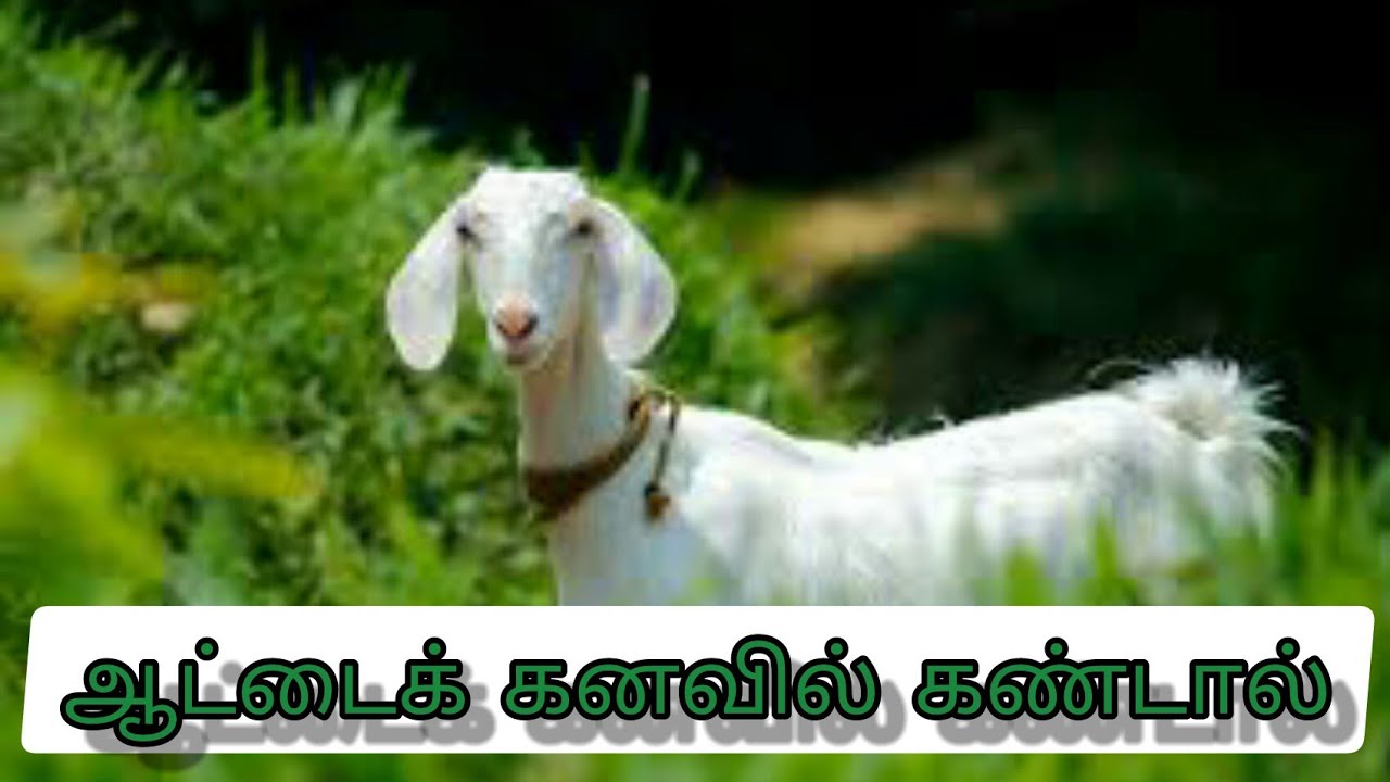 ஆட்டைக் கனவில் கண்டால் | attai kanavil kandal enna palan | goat in dream| Anita's clips