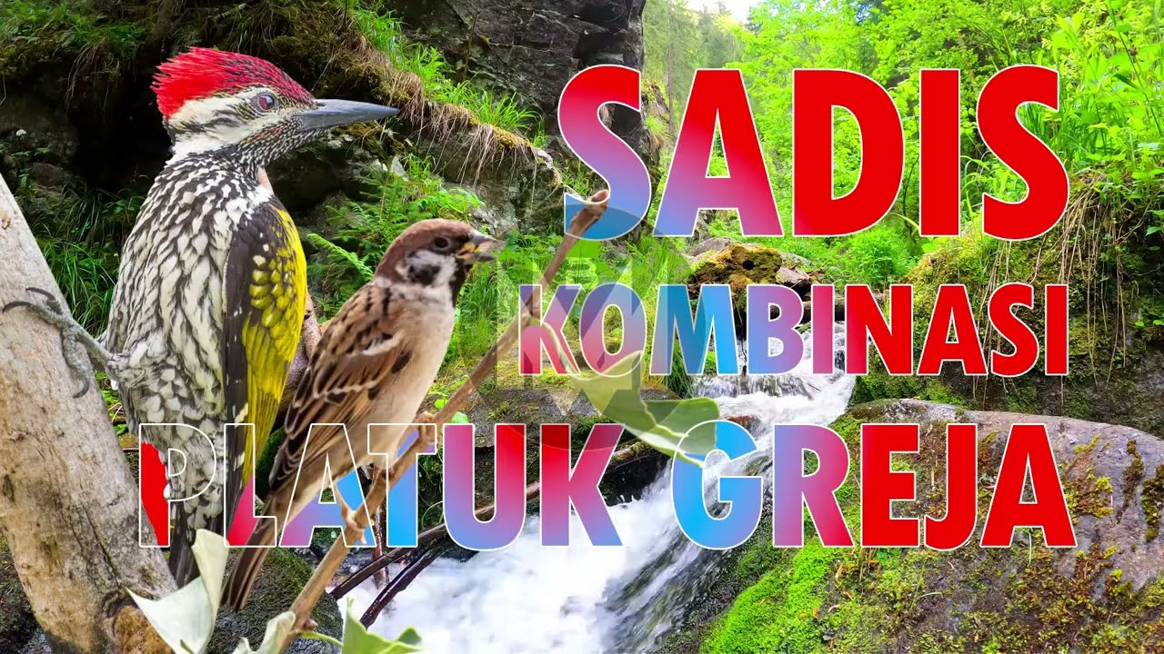 Auto Bongkar! Masteran Gereja Tarung Mix Platuk Bikin Lawan Kocar-Kacir #masteranmuraibatu