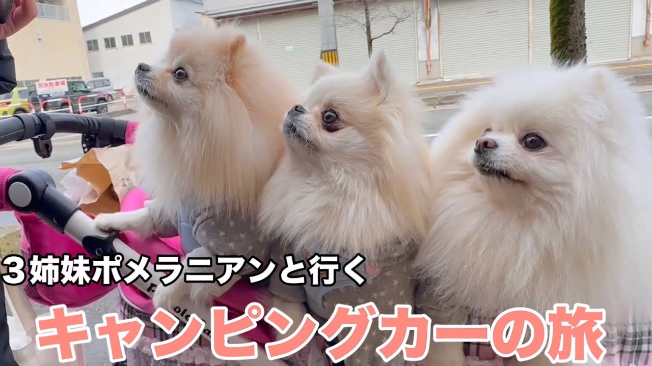 ポメラニアン達と車中泊しながら秋田県湯沢市をぶらり旅
