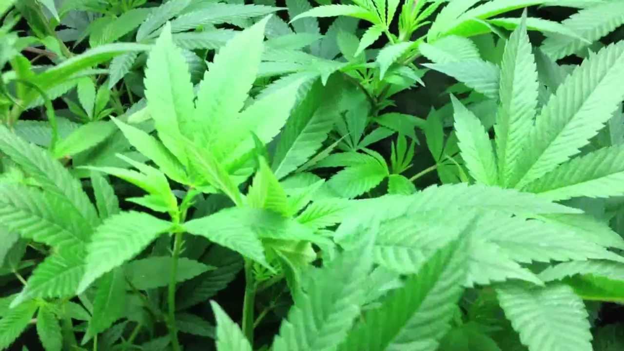 Ebb and Grow White Urkle.mov