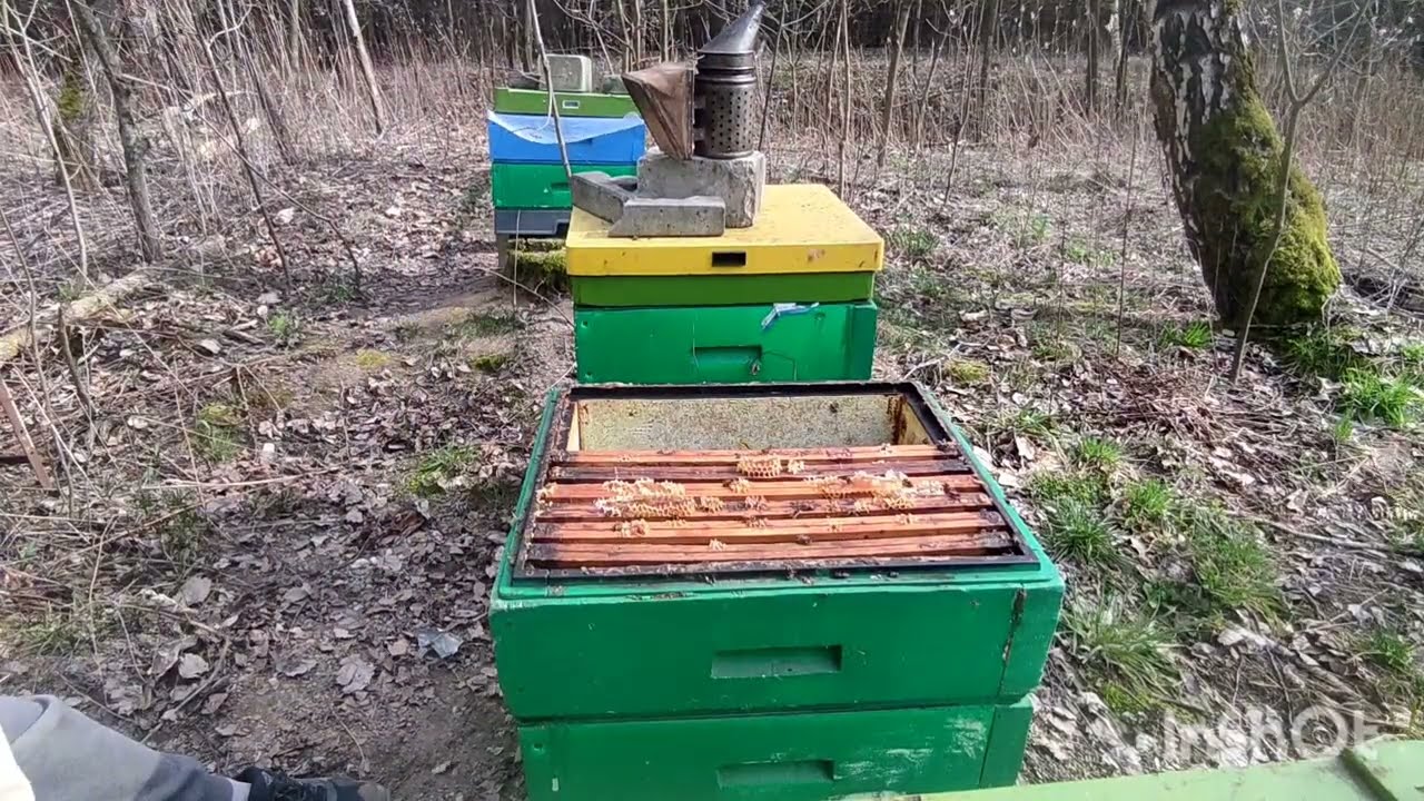 Pszczoły 25.03.2026 im dalej od domu tym gorzej 
