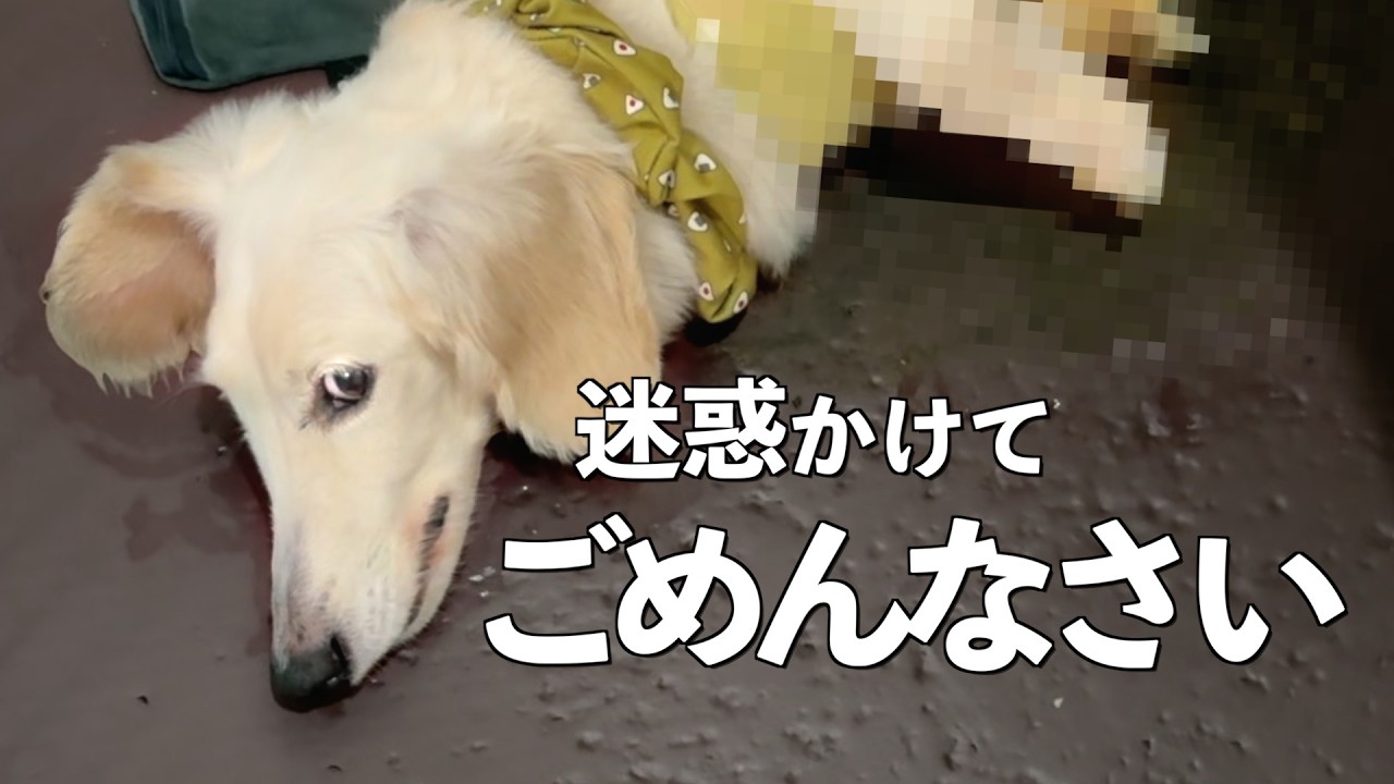 【閲覧注意】保護犬の介護は想像以上に過酷でした。