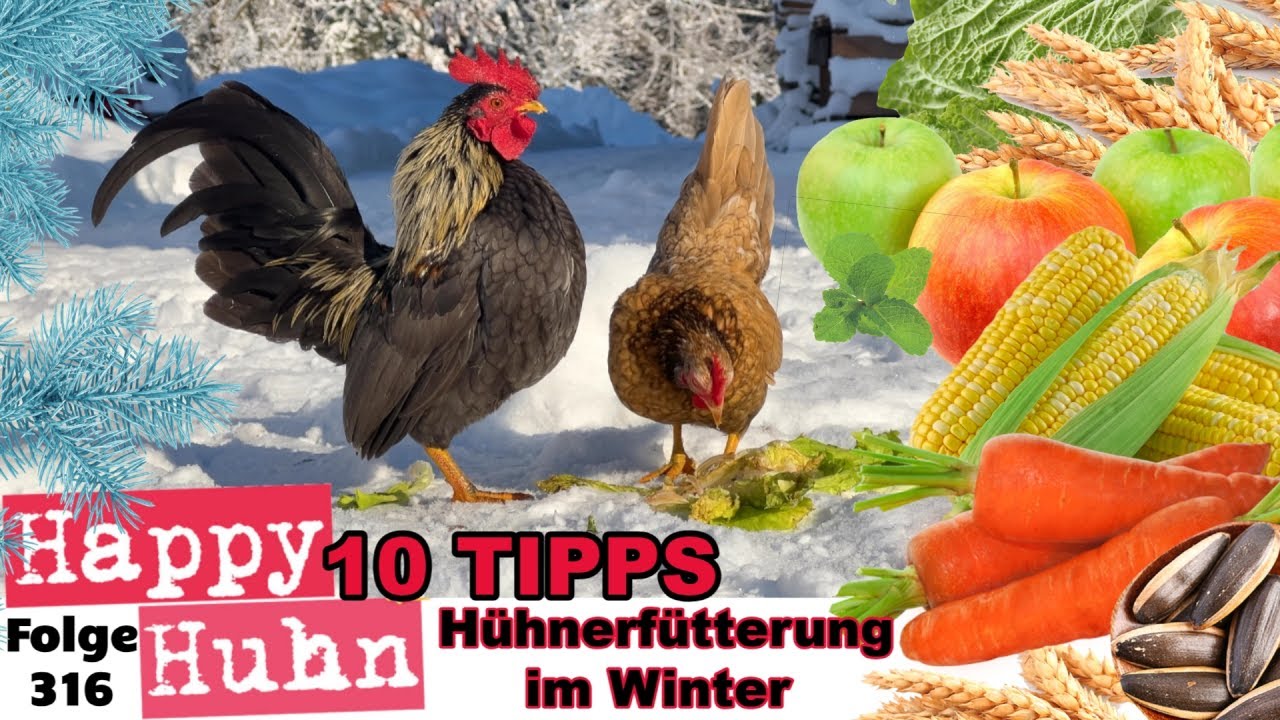 H&uuml;hnerf&uuml;tterung im Winter! 10 Tipps f&uuml;r das beste Futter um die H&uuml;hner zu verw&ouml;hnen! HAPPY HUHN E316