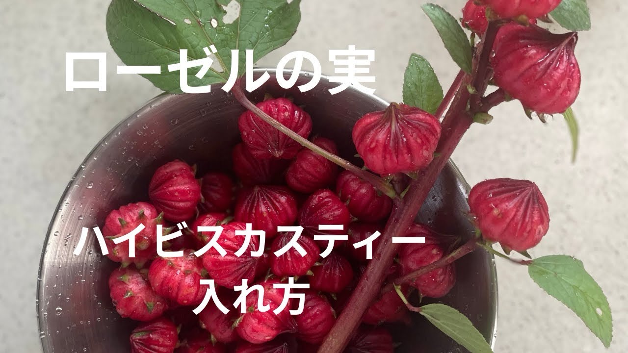 ローゼルを使ってハーブティー