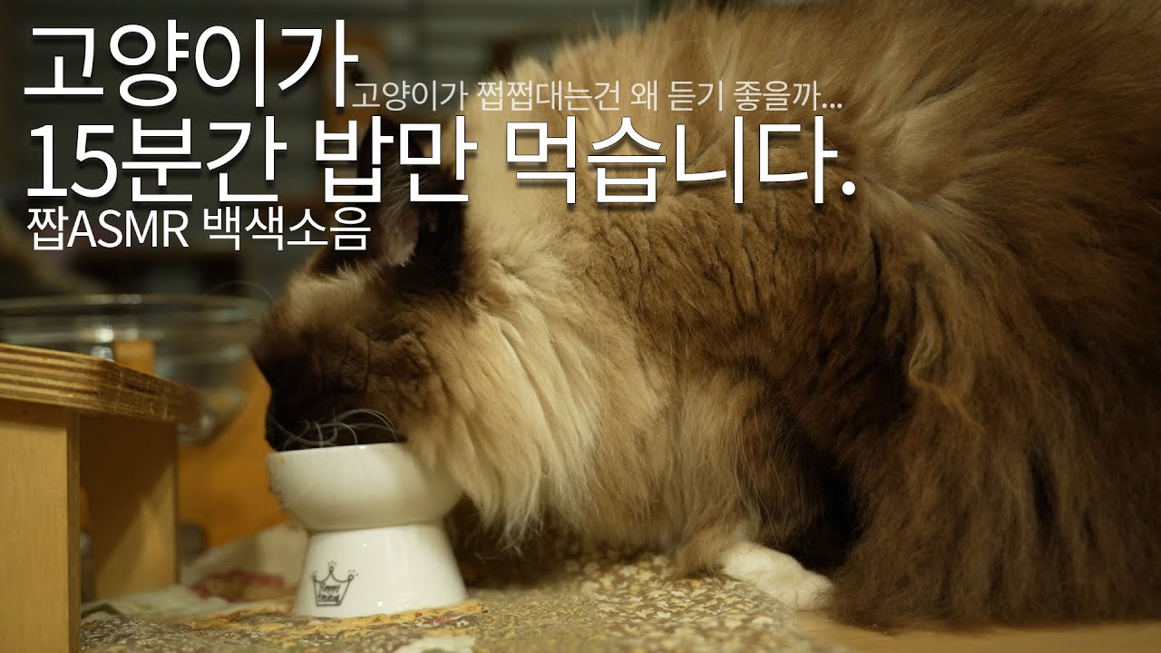 고양이가 15분간 밥만 먹는 영상