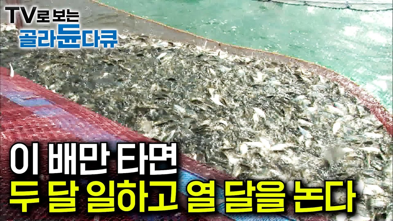 선장 하나 잘 만났다. 투망하자마자 3톤 전어떼에 돈방석 앉은 선원들｜석 달 일하고 1년 벌이 끝낸다는 가을 전어잡이｜안 팔린 전어를 다시 바다로 던지는 이유｜극한직업｜#골라듄다큐