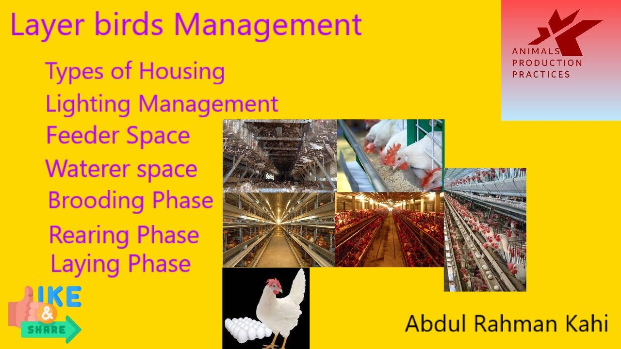 Layer birds Management | Poultry farming | Animal Husbandry | eggs production