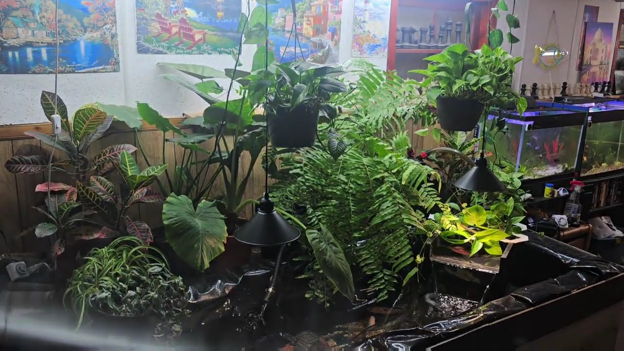 The New Indoor Pond for the Fish Room is Finished