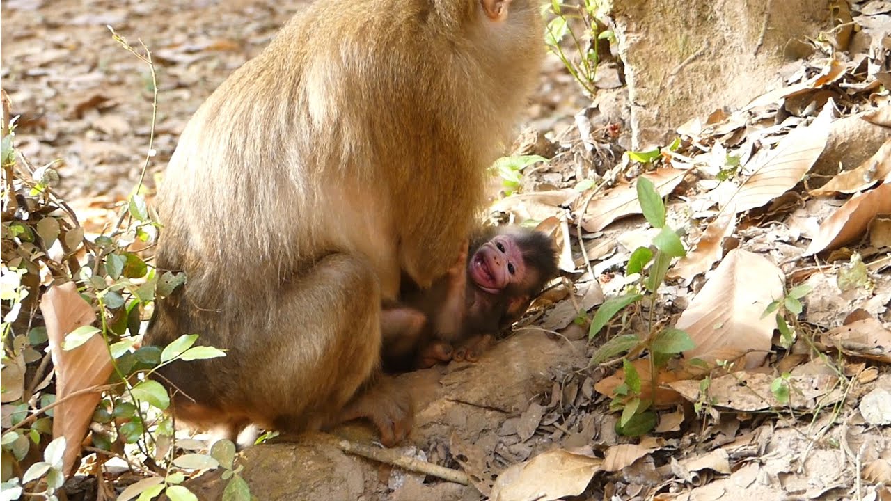 Part 3! How Little M0nkey GiGi Back To Mom Gladdis? Sound Of Yelling Still Off & 0n From Little GiGi