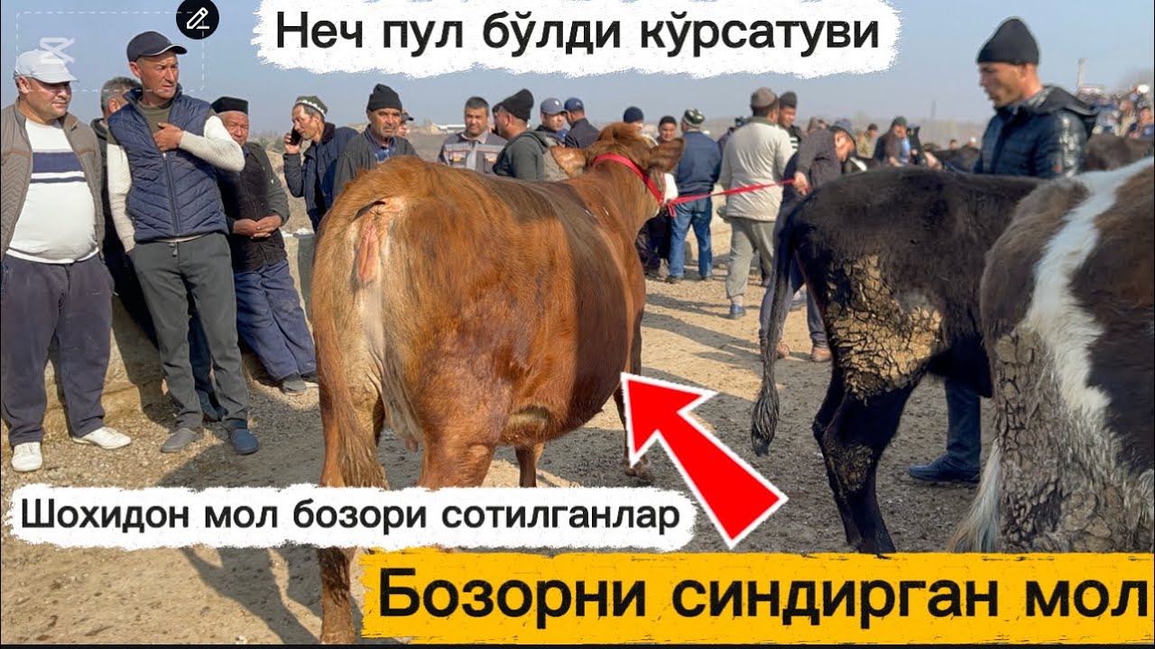 🤔Бозор нархлари ўзгардими ?Шохидон мол бозори сотилганлар