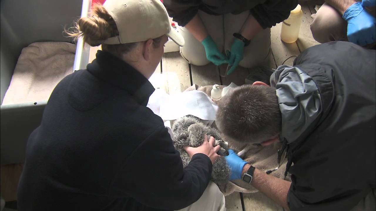 Condor Chick First Exam