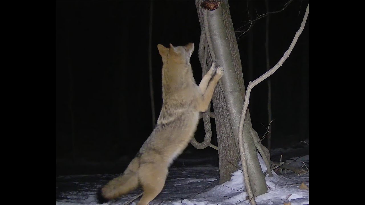 Ham Hung in the woods to see who would show up!