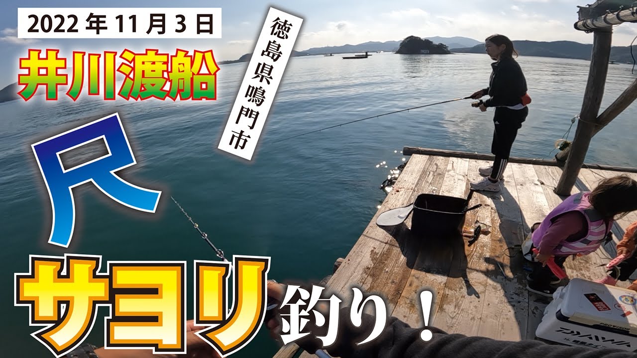 鳴門ウチノ海のサヨリをやっと釣りました！