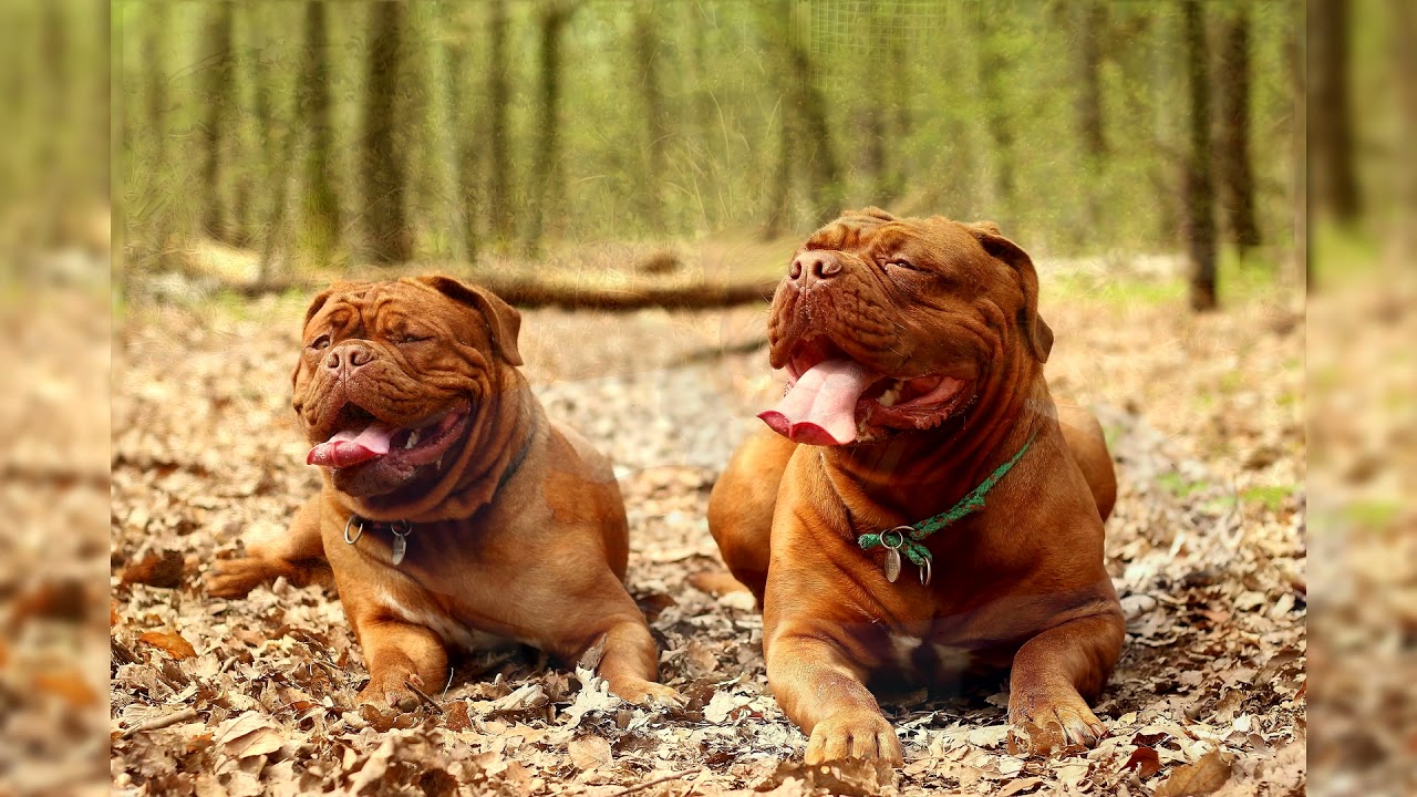 Dogue de Bordeaux. Avantages et inconvénients, Prix, Comment choisir, Faits, Soins, Histoire