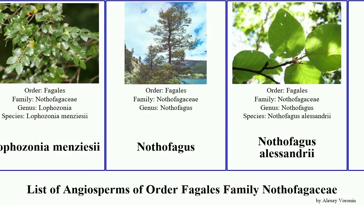 List of Angiosperms of Order Fagales Family Nothofagaceae nothofagus fuscospora antarctica beech