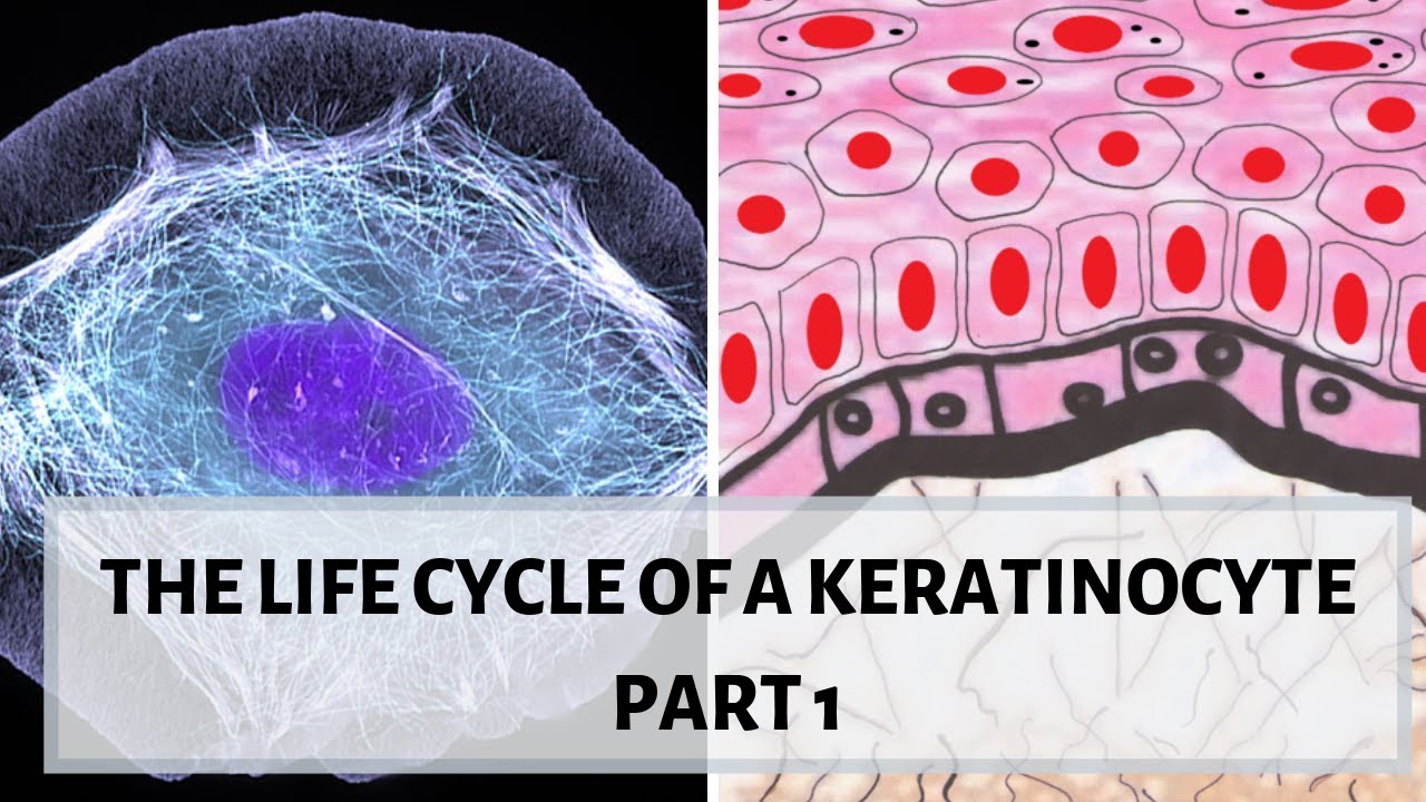 LIFE CYCLE OF A KERATINOCYTE (PART 1)  II Desmosomes, hemidesmosomes, cytokeratins.
