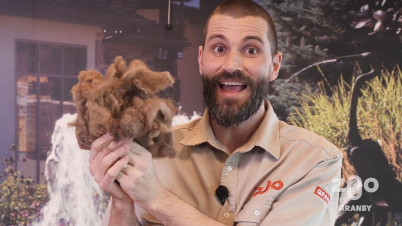 Capsule éducative spéciale pour la quarantaine : Les poils des mammifères