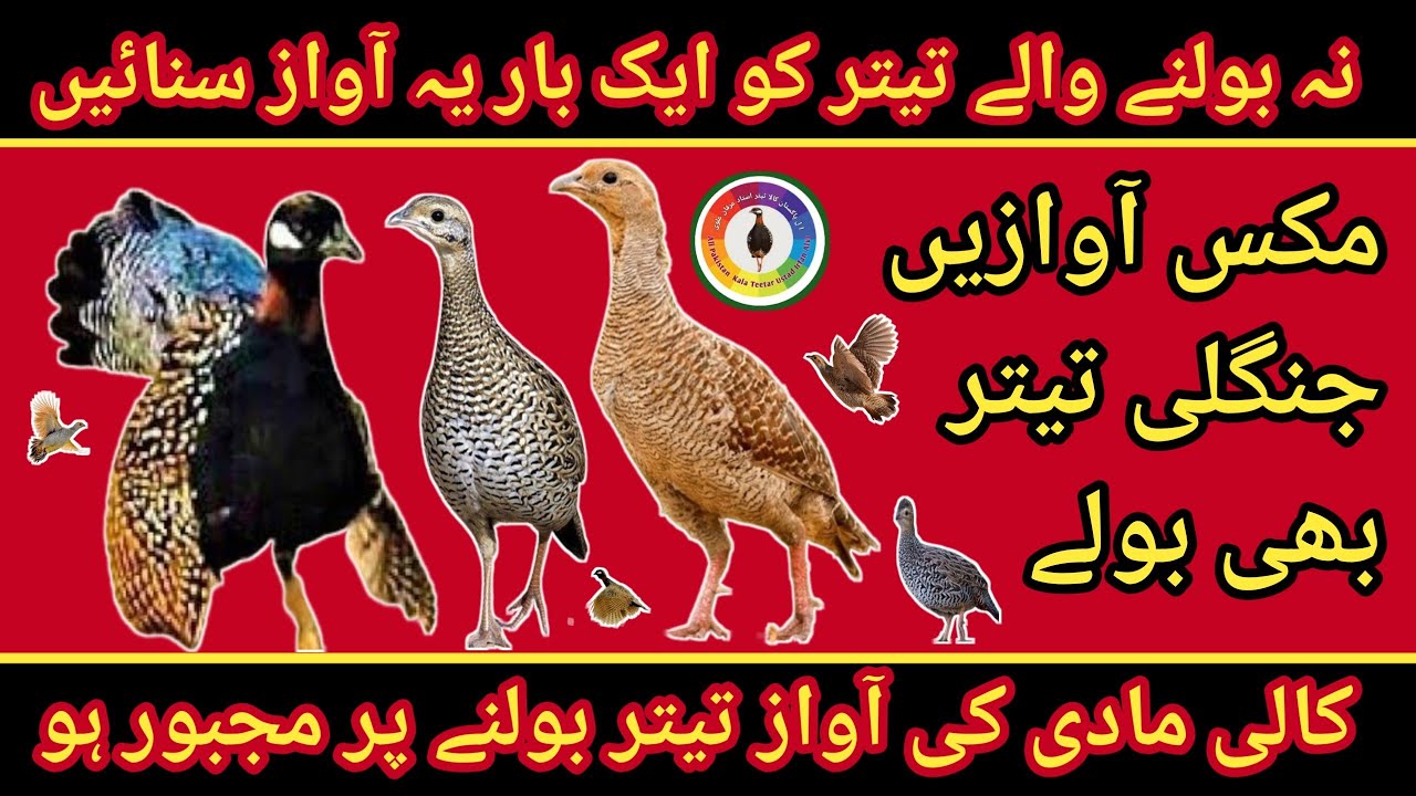 China Teetar - Mix awaz - Kali Madi Ki Awaz - Kala Teetar Madi Ki Awaz - Masti Wali Awaz - Mada Titr
