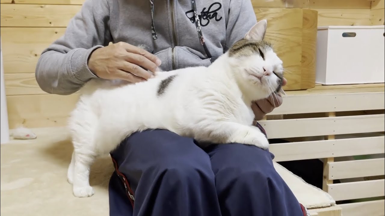 ポテポテ歩いてお父さんの膝にポテッと乗る猫