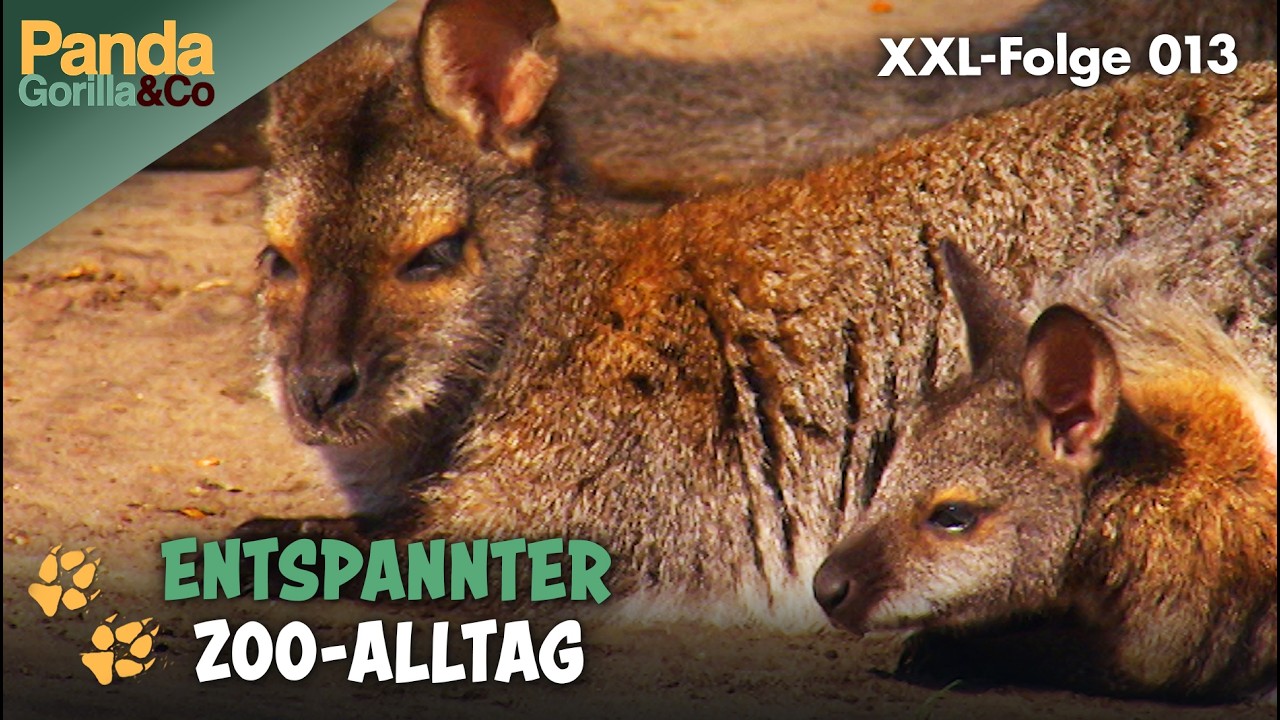 XXL-Spezial: Abenteuer im Zoo-Alltag  | Panda, Gorilla & Co.