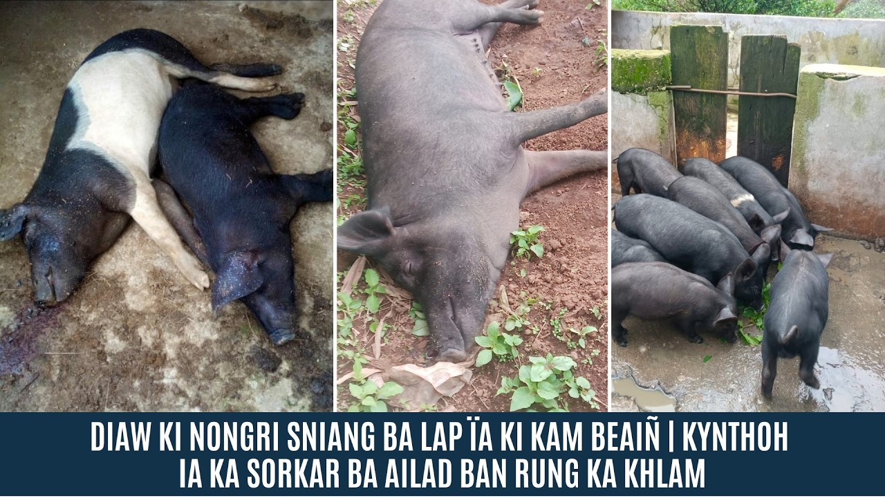 DIAW KI NONGRI SNIANG BA LAP &Iuml;AKI KAM BEAI&Ntilde; | KYNTHOH IAKA SORKAR BA AILAD BAN RUNG KA KHLAM
