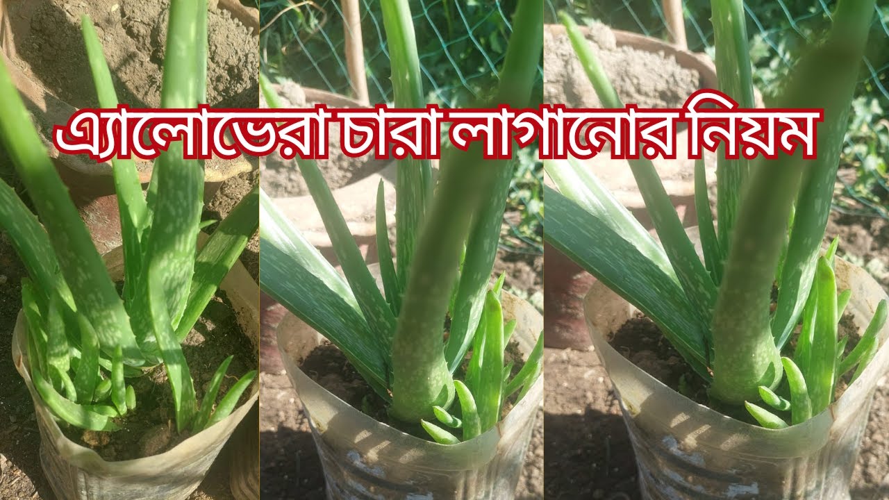 alovera chasl এলোভেরা গাছের যত্ন| aloe vera chara ropon l aloe vera  | aloevera plant care#gardening