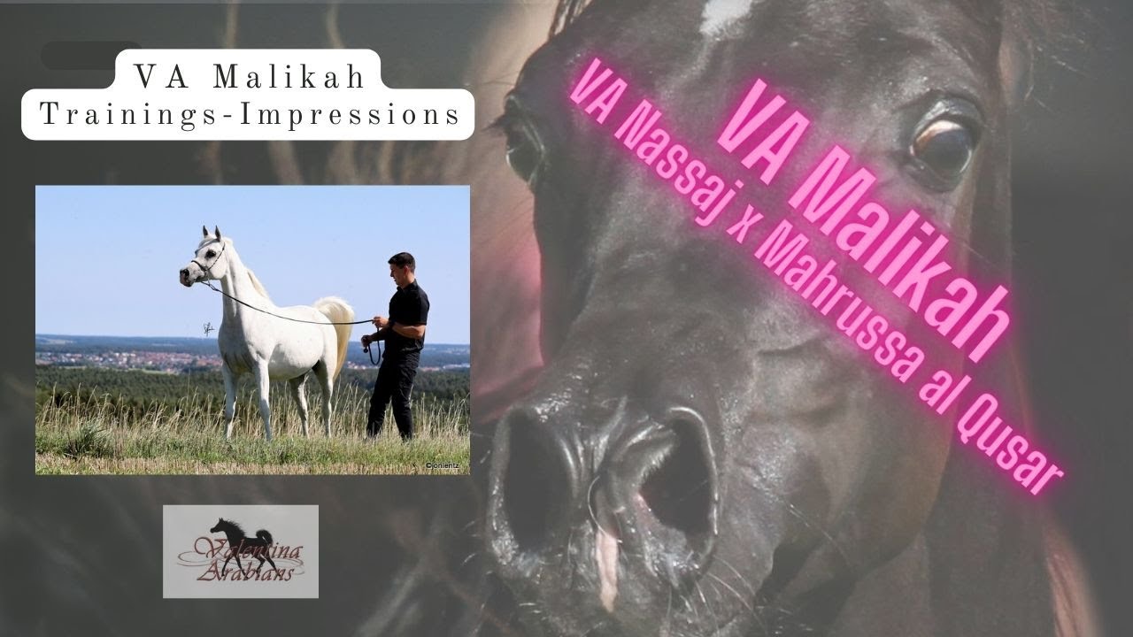 💕☆ Our Arabian mare VA Malikah at Training 🙃☆💕 
