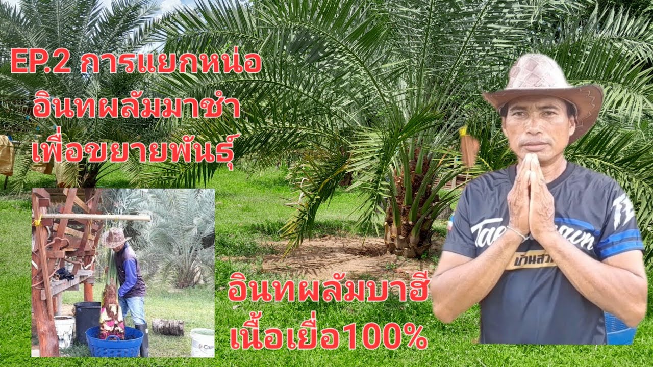EP2. การแยกหน่ออินทผาลัมนำไปชำเพื่อขยาย(อินทผาลัมบาฮีเนื้อเยื่อ100%)