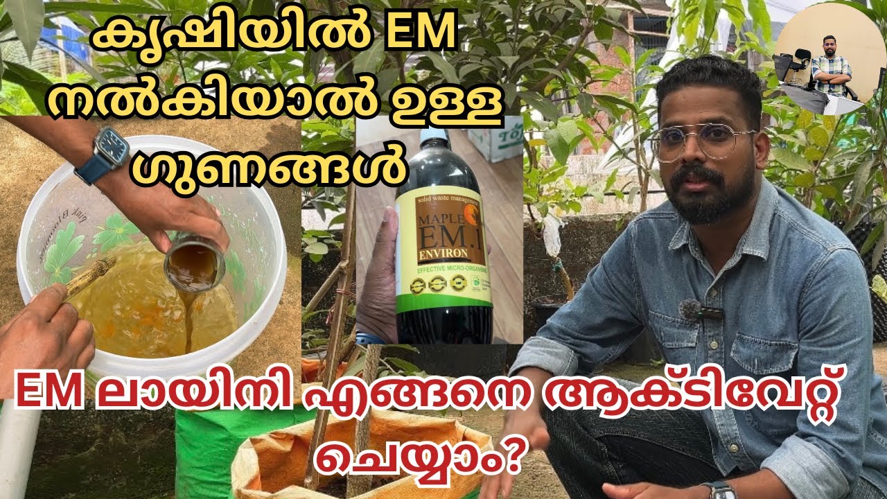 ചെടികളുടെ ആരോഗ്യത്തോടെ ഉള്ള വളർച്ചക്കും കായ്ഫലം കിട്ടുന്നതിനും EM നൽകാം | Healthy Soil Benefits 