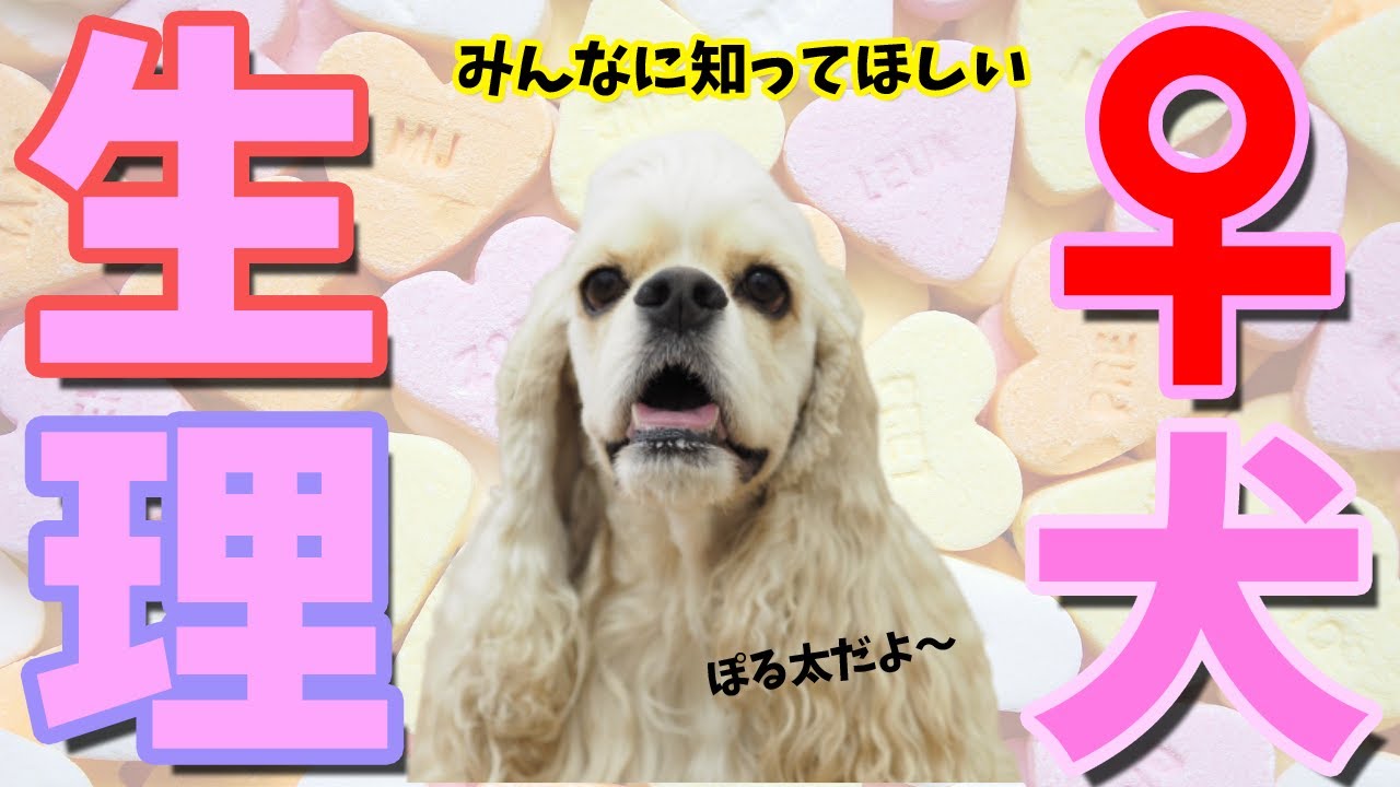 犬を飼っている方全員に知ってほしい ♀犬の生理と発情について