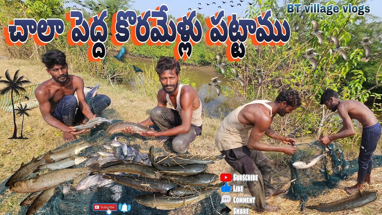 చాలా పెద్ద పెద్ద కోరమేళ్లు పట్టాము #penumudi #fishing #koramenu #hunting #villagevlog #prawnshunting
