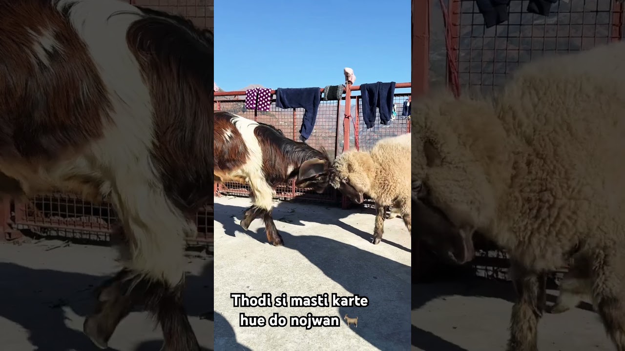 Thodi si masti karte hue 🐐 