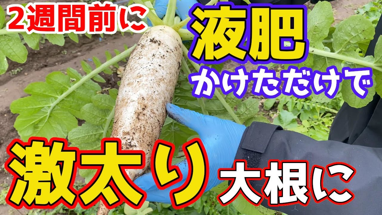 【やらなきゃ損！】液肥をかけてから2週間後に大根収穫したら驚きの結果に！【家庭菜園】