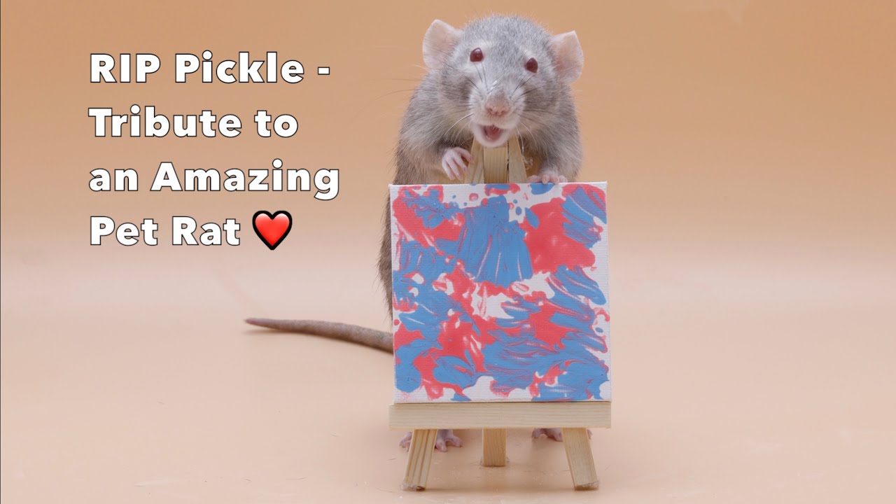 Goodbye Pickle - Tribute to the Sweetest Little Rat 💔