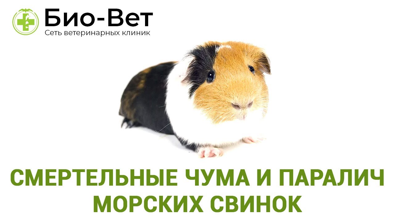 Смертельные чума и паралич морских свинок. Ветеринарная клиника Био-Вет.