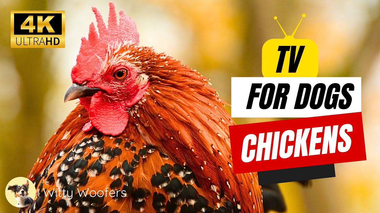 Canine Calm: Chicken Adventures and Nature TV on Witty Woofers 🐕