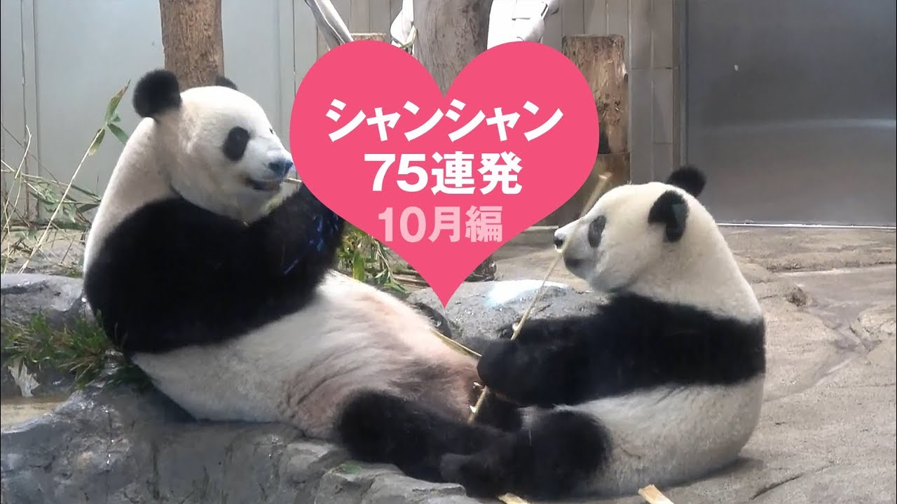 厳選シャンシャン75連発　2018年10月編【永久保存版】頑張れ！シャンシャンとシンシン　Giant Panda Xiang Xiang