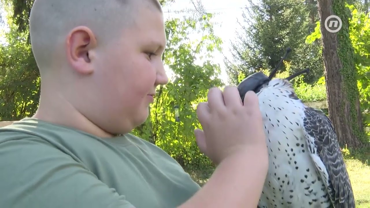 Sokolarstvo - rijedak hobi koji nije za svakoga