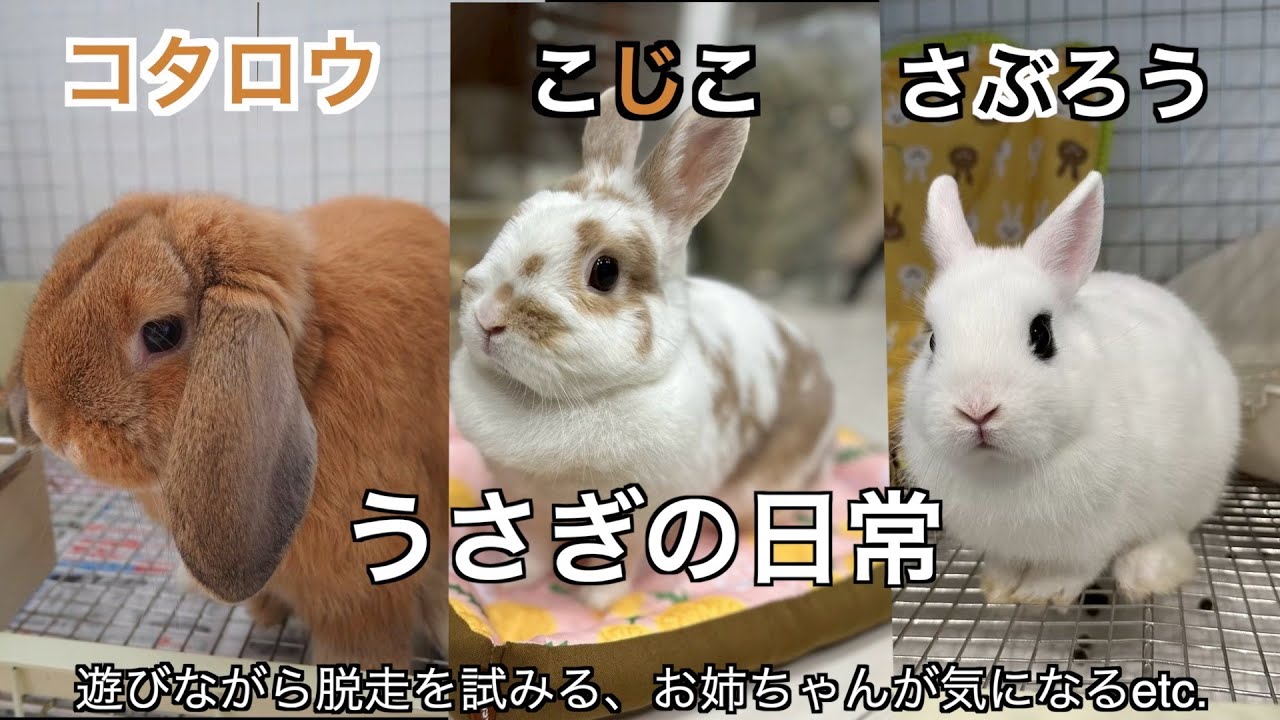 【#37うさぎの日常🐰】　遊びながら脱走試みる|お姉ちゃんが気になるなどの動画特集🎥