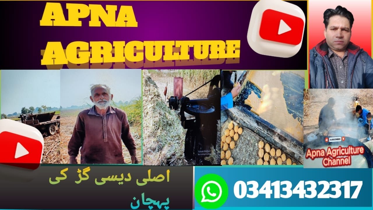 Identification of real desi jaggery #agriculture #panjab